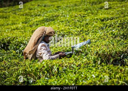 KERALA, INDIA - 18 FEBBRAIO 2014: La donna indiana non identificata raccoglie le foglie di tè alla piantagione di tè a Munnar. Vengono raccolte solo le foglie più in alto, Foto Stock