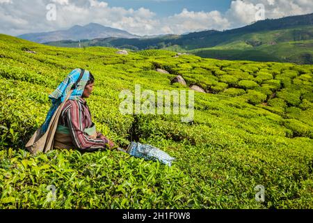 KERALA, INDIA - 18 FEBBRAIO 2014: La donna indiana non identificata raccoglie le foglie di tè alla piantagione di tè a Munnar. Vengono raccolte solo le foglie più in alto, Foto Stock