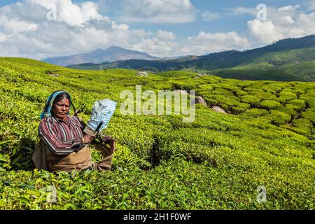 KERALA, INDIA - 18 FEBBRAIO 2014: La donna indiana non identificata raccoglie le foglie di tè alla piantagione di tè a Munnar. Vengono raccolte solo le foglie più in alto, Foto Stock