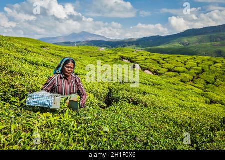 KERALA, INDIA - 18 FEBBRAIO 2014: La donna indiana non identificata raccoglie le foglie di tè alla piantagione di tè a Munnar. Vengono raccolte solo le foglie più in alto, Foto Stock