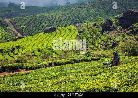 KERALA, INDIA - 18 FEBBRAIO 2014: La donna indiana non identificata raccoglie le foglie di tè alla piantagione di tè a Munnar. Vengono raccolte solo le foglie più in alto, Foto Stock