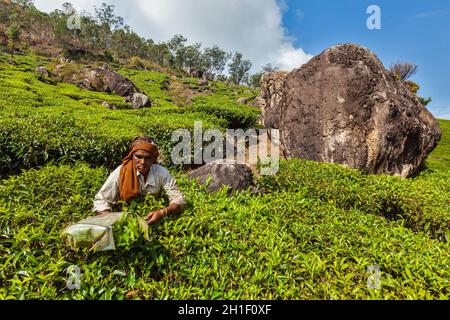 KERALA, INDIA - 18 FEBBRAIO 2014: La donna indiana non identificata raccoglie le foglie di tè alla piantagione di tè a Munnar. Vengono raccolte solo le foglie più in alto, Foto Stock