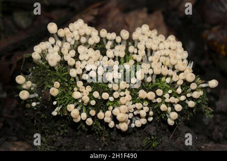 Giovani fate bonnets funghi Coprinellus disseminatus a.k.a. Trooping crumble Cap Foto Stock