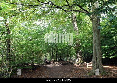 Sentiero attraverso di latifoglie a Woodland Dibbinsdale Riserva Naturale, Wirral, Regno Unito Foto Stock