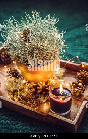 Decorativo Argento colore cuscino cespuglio, Calocephalus brownii o Leuchophyta come sostituzione albero di Natale inverno, elemento di decorazione della casa, decorato con Foto Stock