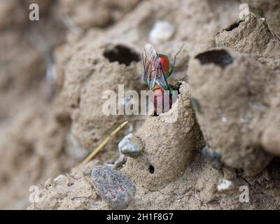 Wasp a cucù con coda di rubino (Chrysis viridula) alla ricerca di burrows nido occupato della sua specie ospite di wasp Mason su una banca di sabbia costiera, Cornovaglia, Regno Unito. Foto Stock