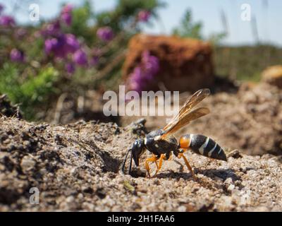 Purbeck mason wasp (Pseudeppona herichii) femmina che sta per entrare nel suo nido burrow in Dorset Heathland, Regno Unito, luglio. Foto Stock
