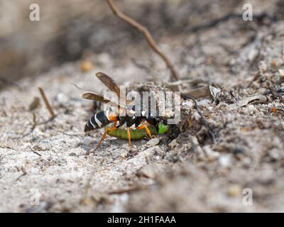 Purbeck mason wasp (Pseudepipona herrichii) femmina che si avvicina al suo burrow con un bruco di falce di betulla Rusty (Acleris notana) per i suoi grubs. Foto Stock