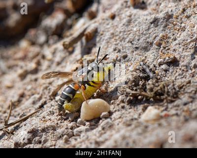 Purbeck mason wasp (Pseudepipona herrichii) femmina che si avvicina al suo burrow con un bruco di falce di betulla Rusty (Acleris notana) per i suoi grubs. Foto Stock