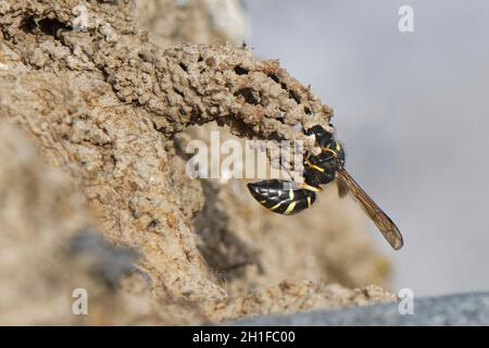 Spiny mason wasp (Odynerus spinipes) femmina completando un camino di fango ornato per proteggere il suo ingresso burrow nido, riva di sabbia costiera, Cornovaglia, Regno Unito Foto Stock