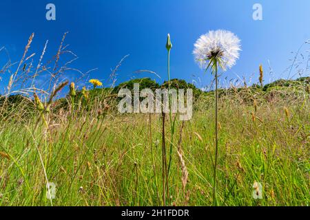 Vista ad angolo basso di Un prato di fiori di Devon all'inizio dell'estate. La maggior parte dei fiori e delle erbe del prato colorati luminosi sono stati impollinati e stanno impostando il seme Foto Stock