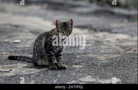 salvador, bahia / brasile - 11 giugno 2019: I gatti sono visti accanto alla scultura di Mario Cravo sulla Rampa do Mercado Modelo nella città di Salvador. Foto Stock