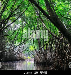 Bellezza surreale della giungla paesaggio con fiume Tropicale e Mangrovie foresta di pioggia illuminata da sun. Sri Lanka natura e destinazioni di viaggio Foto Stock