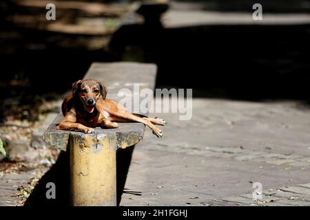salvador, bahia / brasile - 19 luglio 2018: Il cane è visto per strada nella città di Salvador. *** Local Caption *** Foto Stock