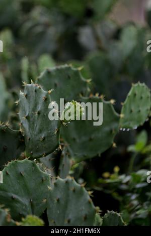 salvador, bahia / brasile - 29 novembre 2018: Piantagione di Cactus usata per la decorazione dell'ambiente e anche come alimentazione animale su terra asciutta. *** locale Foto Stock