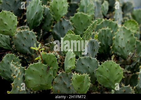 salvador, bahia / brasile - 29 novembre 2018: Piantagione di Cactus usata per la decorazione dell'ambiente e anche come alimentazione animale su terra asciutta. *** locale Foto Stock