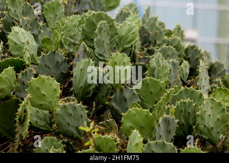 salvador, bahia / brasile - 29 novembre 2018: Piantagione di Cactus usata per la decorazione dell'ambiente e anche come alimentazione animale su terra asciutta. *** locale Foto Stock