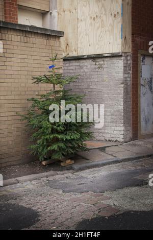 Scartare il vecchio albero di Natale Foto Stock