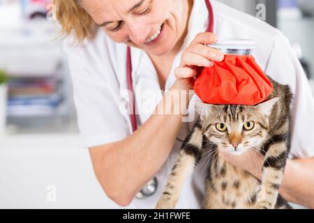 Gatto persiano flu e bottiglie di acqua calda sulla testa Foto Stock