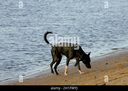 salvador, bahia / brasile - 25 febbraio 2011: Il cane è visto sulla spiaggia di sabbia nella città di Salvador. *** Local Caption *** . Foto Stock