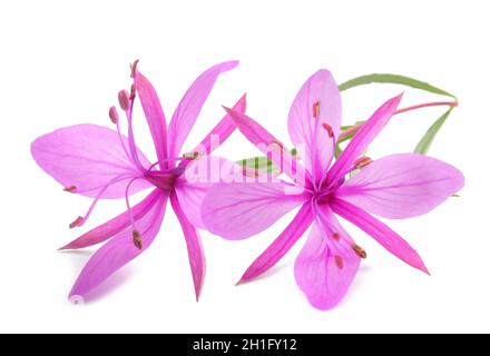 Rosa alpina fiori willowherb isolato su bianco Foto Stock