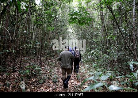 Itanagra, bahia / brasile - 22 novembre 2018: Altantica Foresta nella riserva forestale Lontras nel comune di Itanagra. *** Local Caption *** . Foto Stock