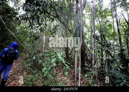 Itanagra, bahia / brasile - 22 novembre 2018: Altantica Foresta nella riserva forestale Lontras nel comune di Itanagra. *** Local Caption *** . Foto Stock