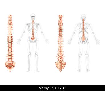 Colonna vertebrale umana davanti, dietro con posizione scheletrica, midollo spinale, colonna cervicale, toracica e lombare, sacro e coccix. Colori naturali piatti vettoriali, anatomia di illustrazione isolata realistica Illustrazione Vettoriale