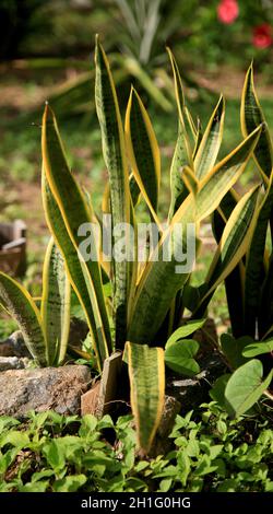 salvador, bahia / brasile - 16 giugno 2020: Dracaena Trifasciata pianta popolarmente conosciuta come la spada di Sao Jorge o spada di Ogum, è visto in un condominio Foto Stock