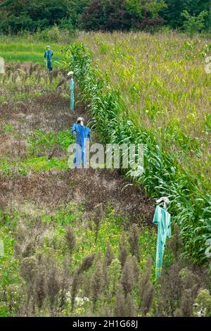 Quattro veri scarabocchi (non decorazione) di fronte ad un lussureggiante campo di mais verde in Germania Foto Stock