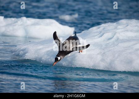 I pinguini di Gentoo saltano all'acqua dal ghiaccio Foto Stock