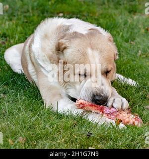 Cane Pastore dell'Asia centrale alabai che posa mangiare osso grande sul prato tempo di estate Foto Stock