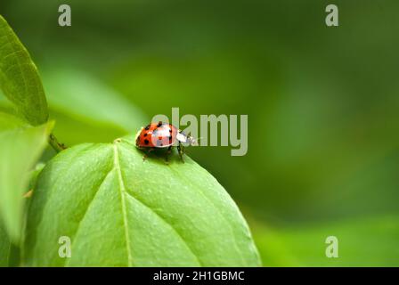 Ladybug Close Up on Green Leaf Foto Stock