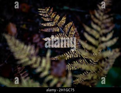 Bronze Coloured Common Bracken Woodland Plants verso la fine dell'autunno sul terreno boschivo nel Worcestershire, Inghilterra. Foto Stock