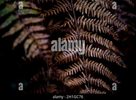 Bronze Coloured Common Bracken Woodland Plants verso la fine dell'autunno sul terreno boschivo nel Worcestershire, Inghilterra. Foto Stock