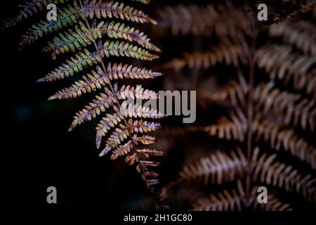 Bronze Coloured Common Bracken Woodland Plants verso la fine dell'autunno sul terreno boschivo nel Worcestershire, Inghilterra. Foto Stock