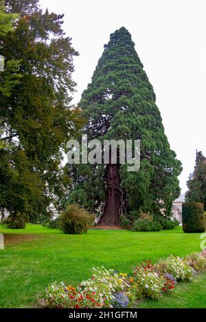 Le sequoie giganti (Sequoiadendrum Giganteum), due alberi giganti di oltre 40 metri di altezza piantati tra il 1853 e il 1877 nei giardini di Segovia Foto Stock