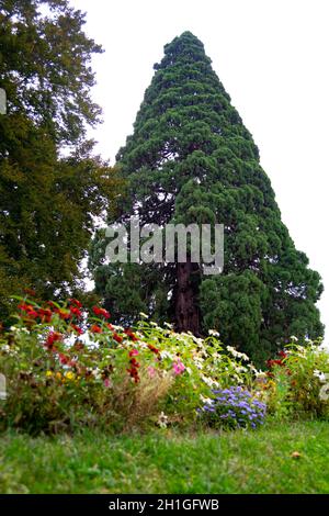 Le sequoie giganti (Sequoiadendrum Giganteum), due alberi giganti di oltre 40 metri di altezza piantati tra il 1853 e il 1877 nei giardini di Segovia Foto Stock