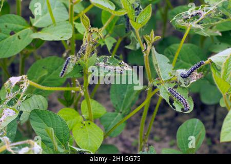 Piante di soia danneggiate da pilastri di signora dipinta (Vanessa cardui). E 'migrante specie di farfalla le cui larve possono danneggiare molti tipi di colture Foto Stock