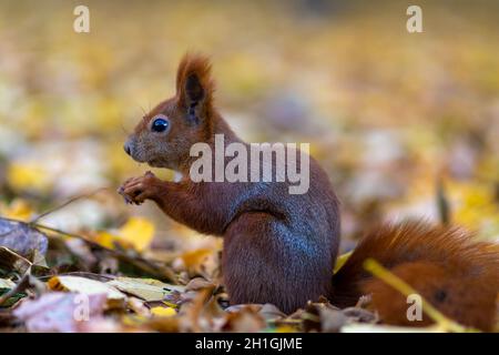 Scoiattolo nel Parco Łazienki (Varsavia, Polonia) Foto Stock