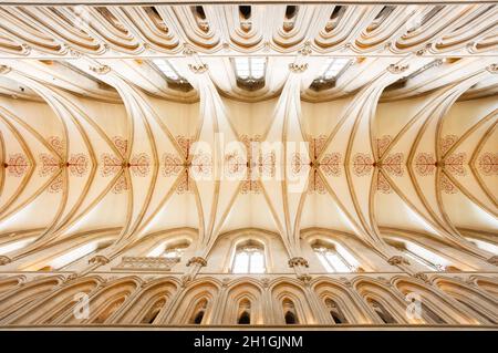 WELLS, Regno Unito - 07 ottobre 2011. Pozzi Duomo soffitto della navata, con volta quadripartita. Wells Cathedral Interior, Wells, Somerset, UK Foto Stock