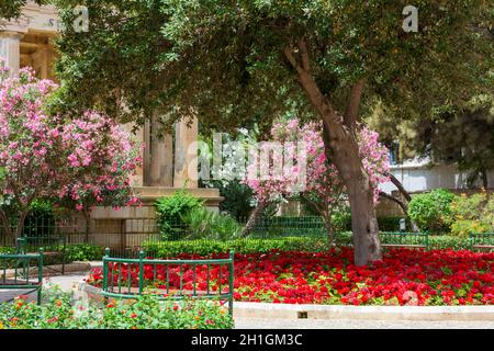 Gli alberi di oliandolo di Nerium sono ricoperti da vivaci fiori rosa e da un letto rosso fiorito nel parco dei Giardini Barrakka inferiori a la Valletta, Malta. Foto Stock