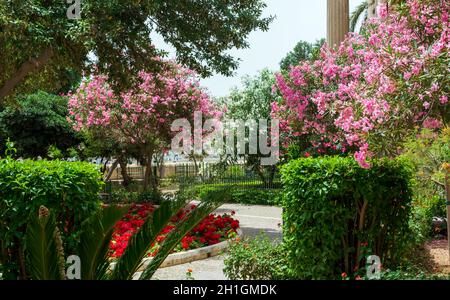 Gli alberi di oliandolo di Nerium sono ricoperti da vivaci fiori rosa e da un letto rosso fiorito nel parco dei Giardini Barrakka inferiori a la Valletta, Malta. Foto Stock