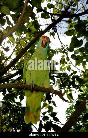 Eunapolis, bahia / brasile - 28 aprile 2011: il pappagallo è visto in un albero da giardino nella città di Eunapolis, nel Bahia meridionale. Foto Stock