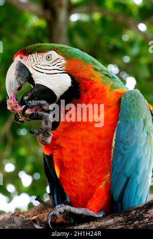 porto seguro, bahia / brasile - 30 dicembre 2009: Bird Macaw è visto nella zona di una locanda nella città di Porto Seguro. Foto Stock