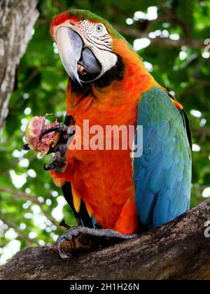 porto seguro, bahia / brasile - 30 dicembre 2009: Bird Macaw è visto nella zona di una locanda nella città di Porto Seguro. Foto Stock