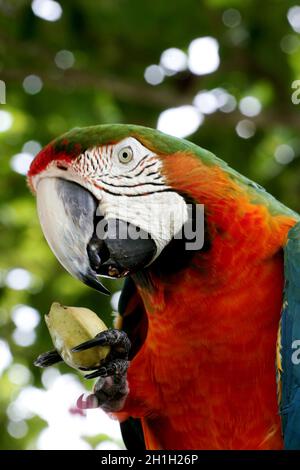 porto seguro, bahia / brasile - 30 dicembre 2009: Bird Macaw è visto nella zona di una locanda nella città di Porto Seguro. Foto Stock