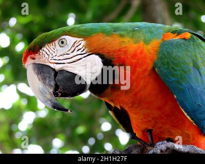 porto seguro, bahia / brasile - 30 dicembre 2009: Bird Macaw è visto nella zona di una locanda nella città di Porto Seguro. Foto Stock