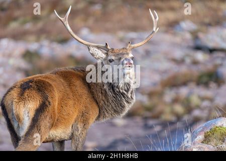 Cervo rosso durante la stagione di rutting nelle Highlands scozzesi Foto Stock