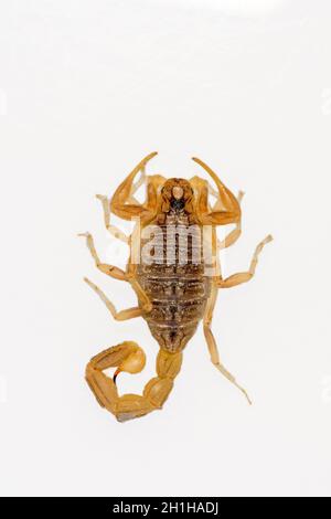 Buthus montanus. Scorpion isolato su sfondo bianco Foto Stock